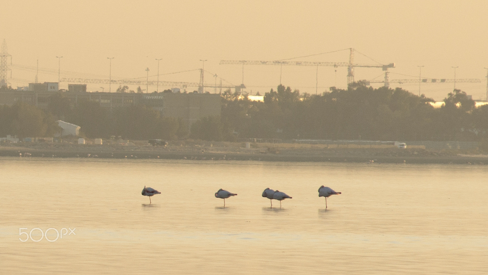 Nikon AF-Nikkor 80-200mm F2.8D ED sample photo. Flamingos in kuwait photography