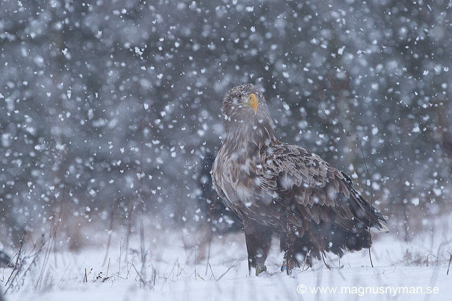 Nikon D4S sample photo. White tailed eagle in snow photography