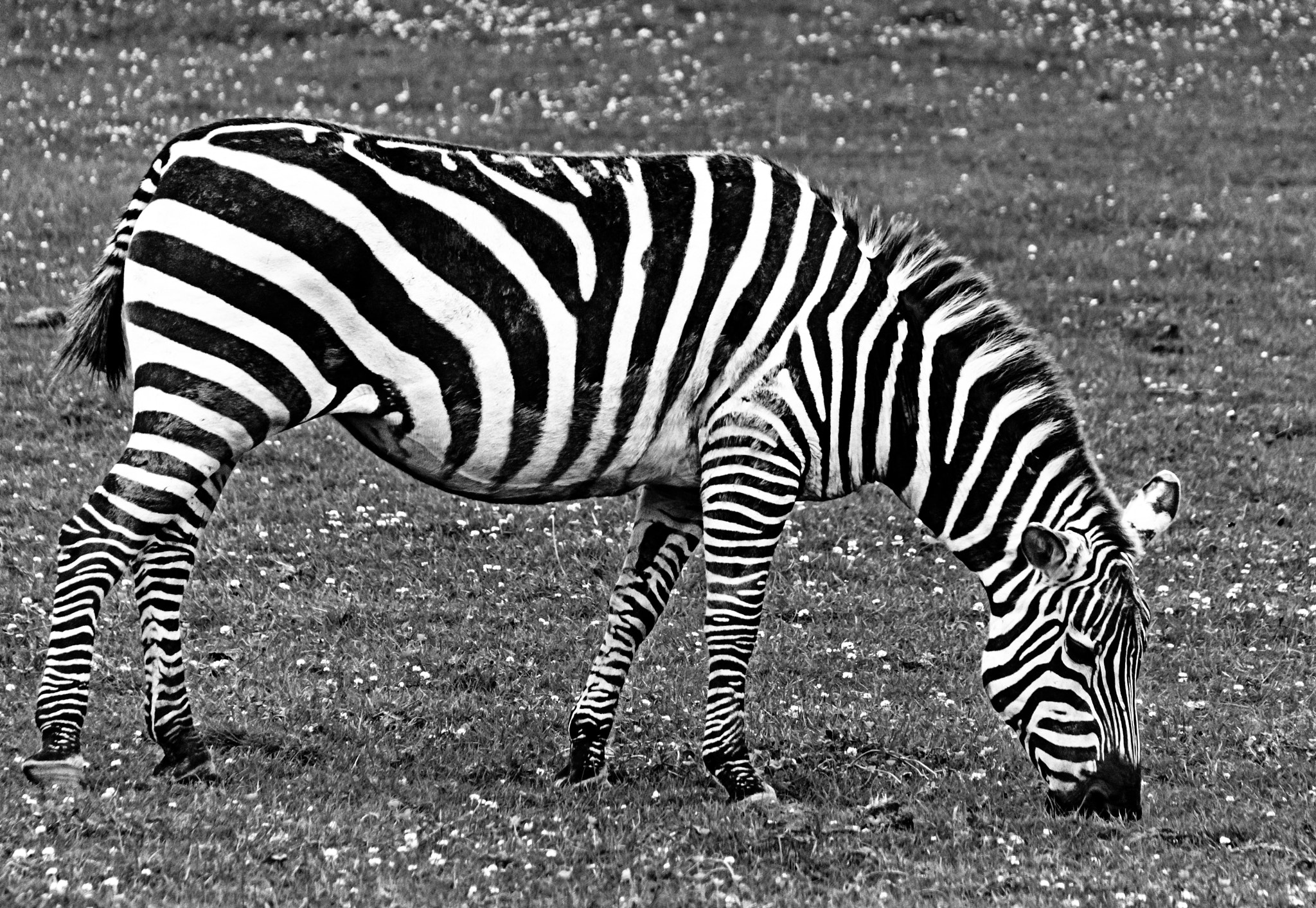 Sigma 18-250mm F3.5-6.3 DC Macro OS HSM sample photo. Stripey photography