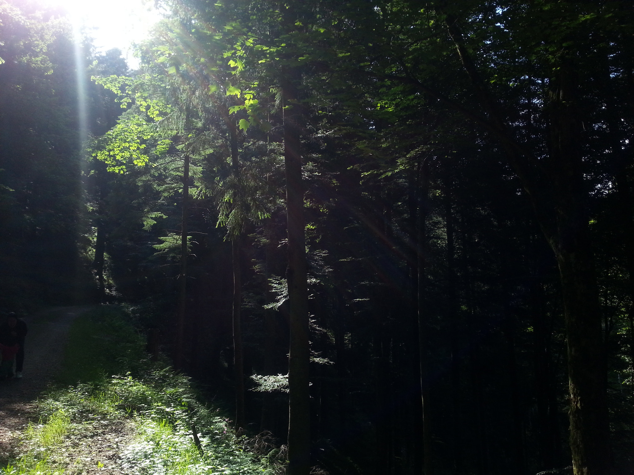 Samsung GT-I8750 sample photo. Lost in the black forest photography