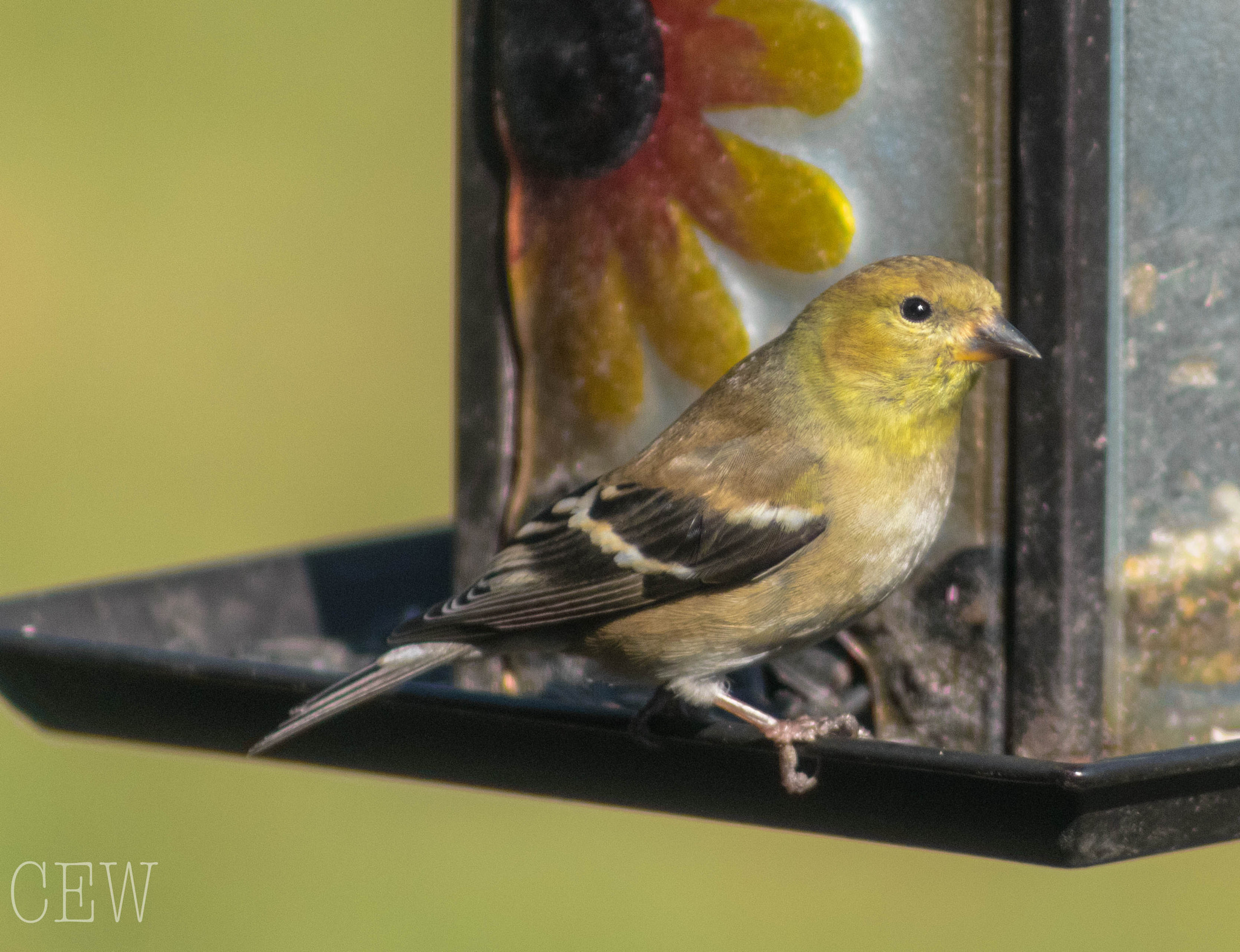 Canon EOS 760D (EOS Rebel T6s / EOS 8000D) + EF75-300mm f/4-5.6 sample photo. American gold finch photography