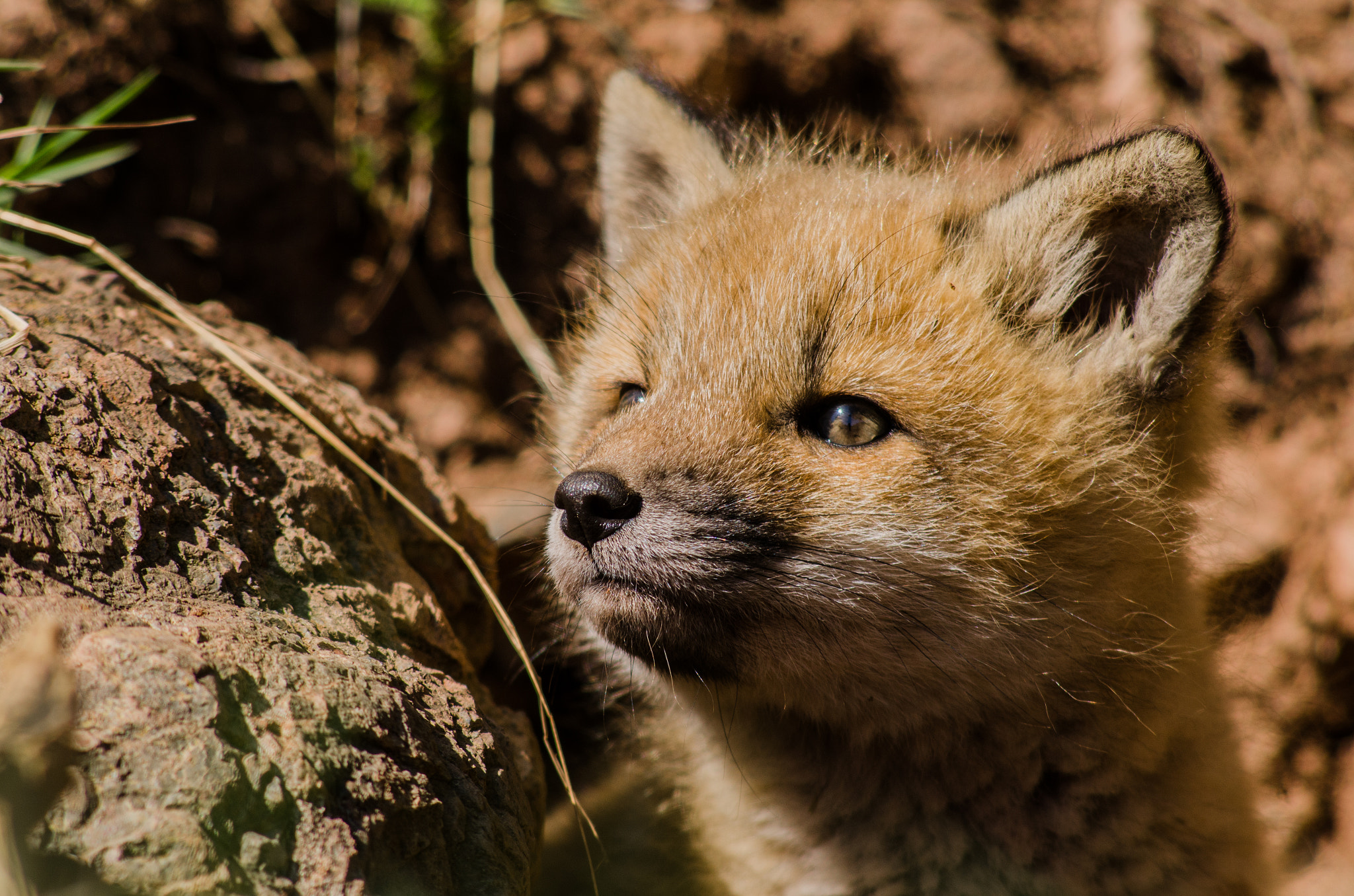 Nikon D7000 + AF Nikkor 70-210mm f/4-5.6 sample photo. Fox of the magdalen islands photography