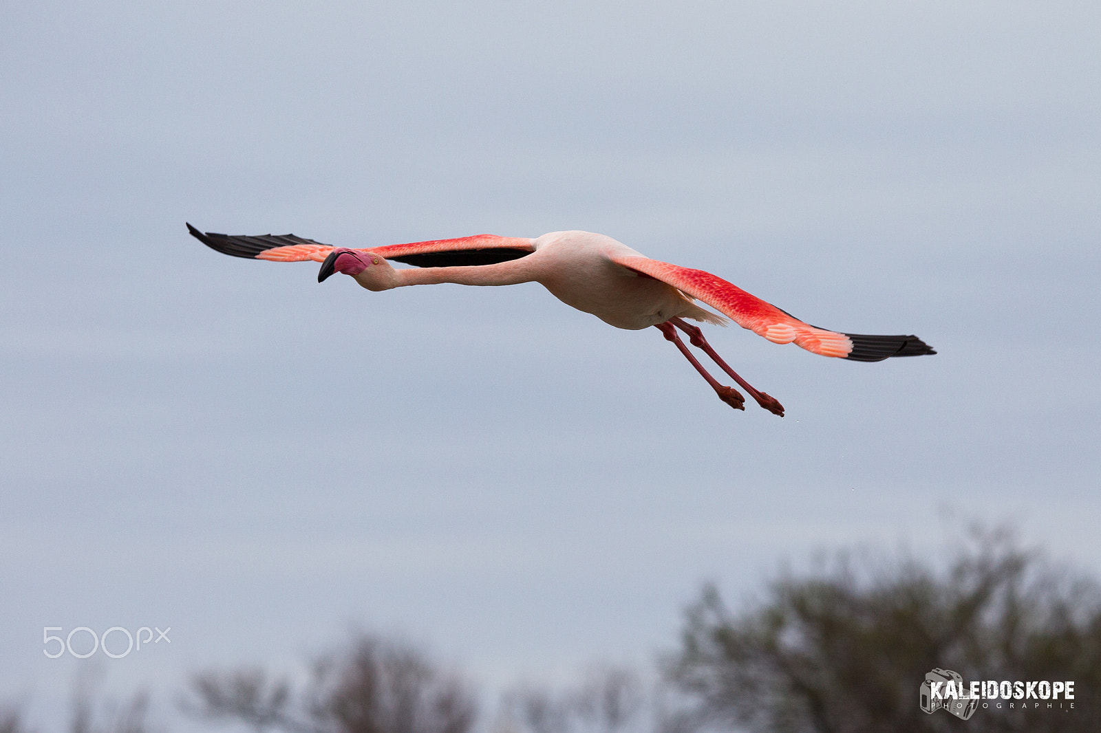 Canon EF 80-200mm f/2.8L sample photo. Jay_6762.jpg photography