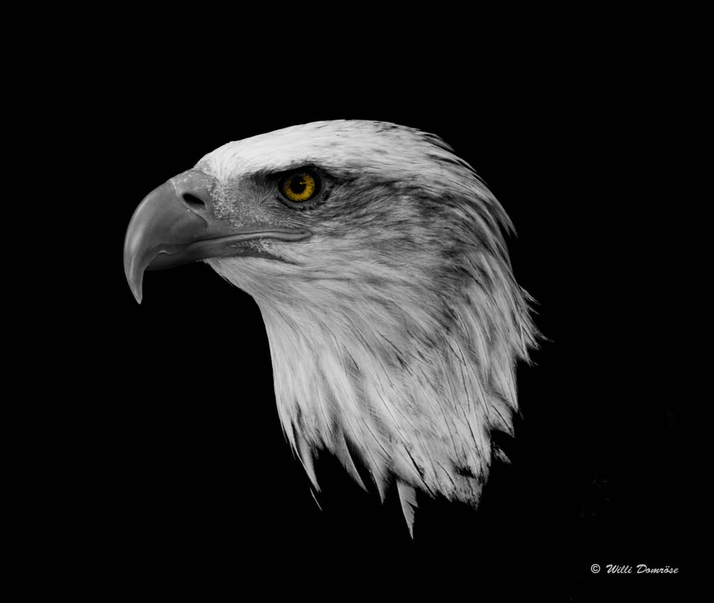 Olympus PEN E-P1 sample photo. Bold eagle photography