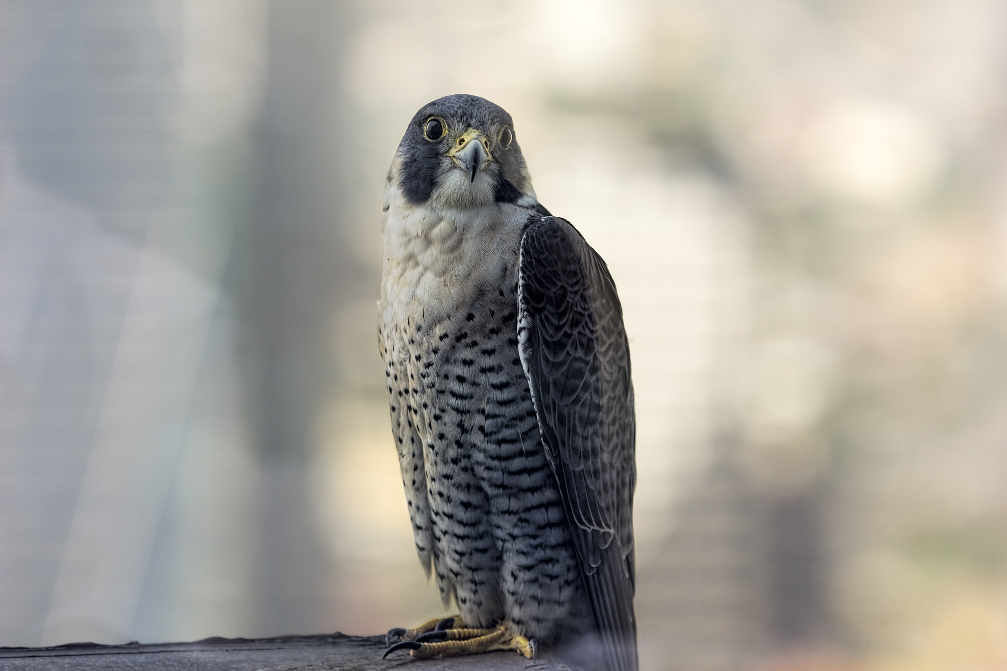 Canon EOS 600D (Rebel EOS T3i / EOS Kiss X5) + Canon EF 70-200mm F2.8L IS II USM sample photo. Peregrine falcon - makati city, philippines photography
