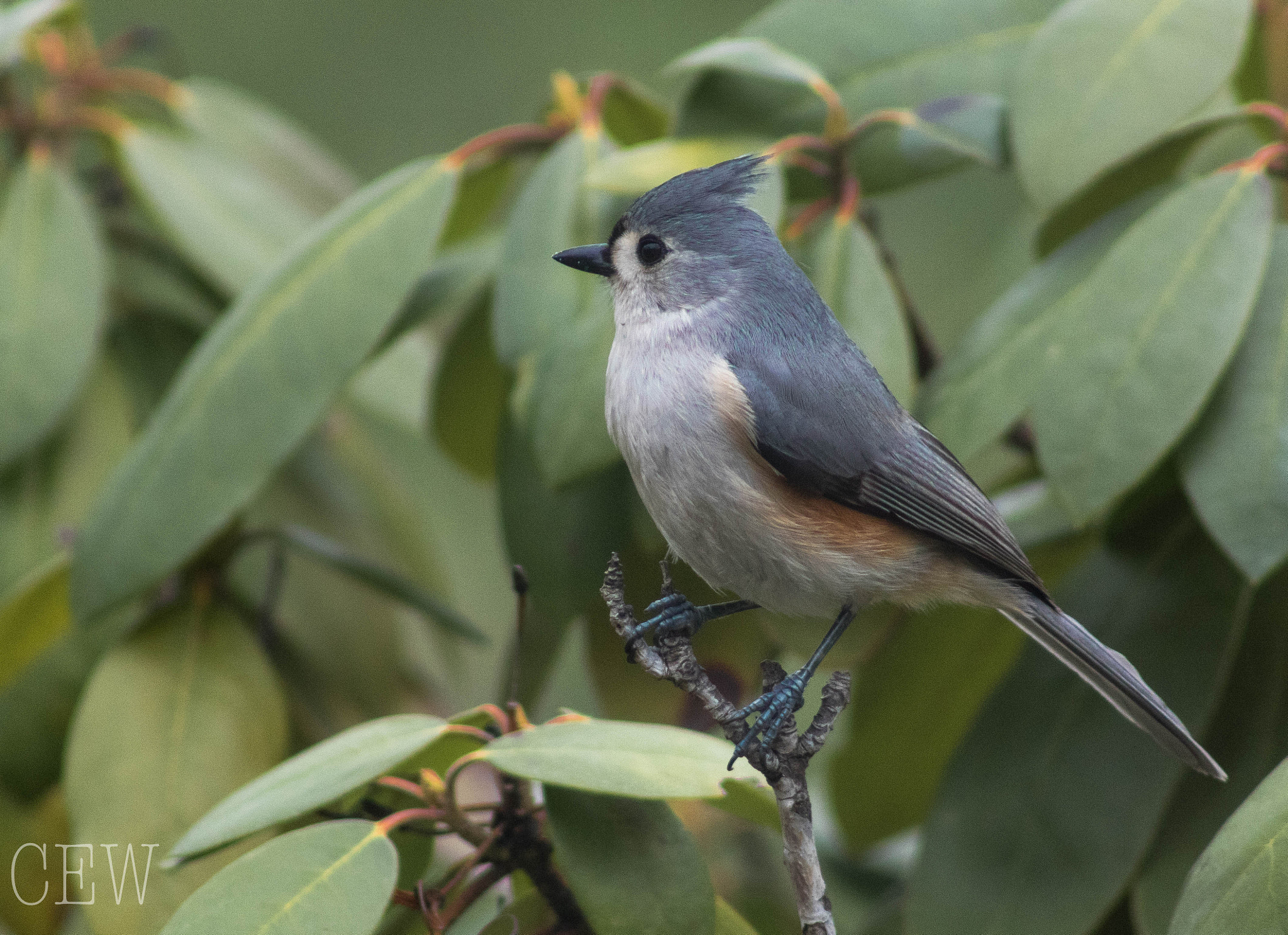 Canon EOS 760D (EOS Rebel T6s / EOS 8000D) + EF75-300mm f/4-5.6 sample photo. Tufted titmouse photography