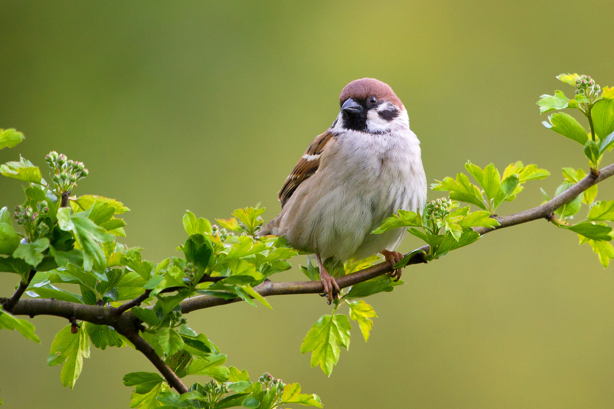 Canon EF 100-400mm F4.5-5.6L IS USM sample photo. Eurasian tree sparrow photography