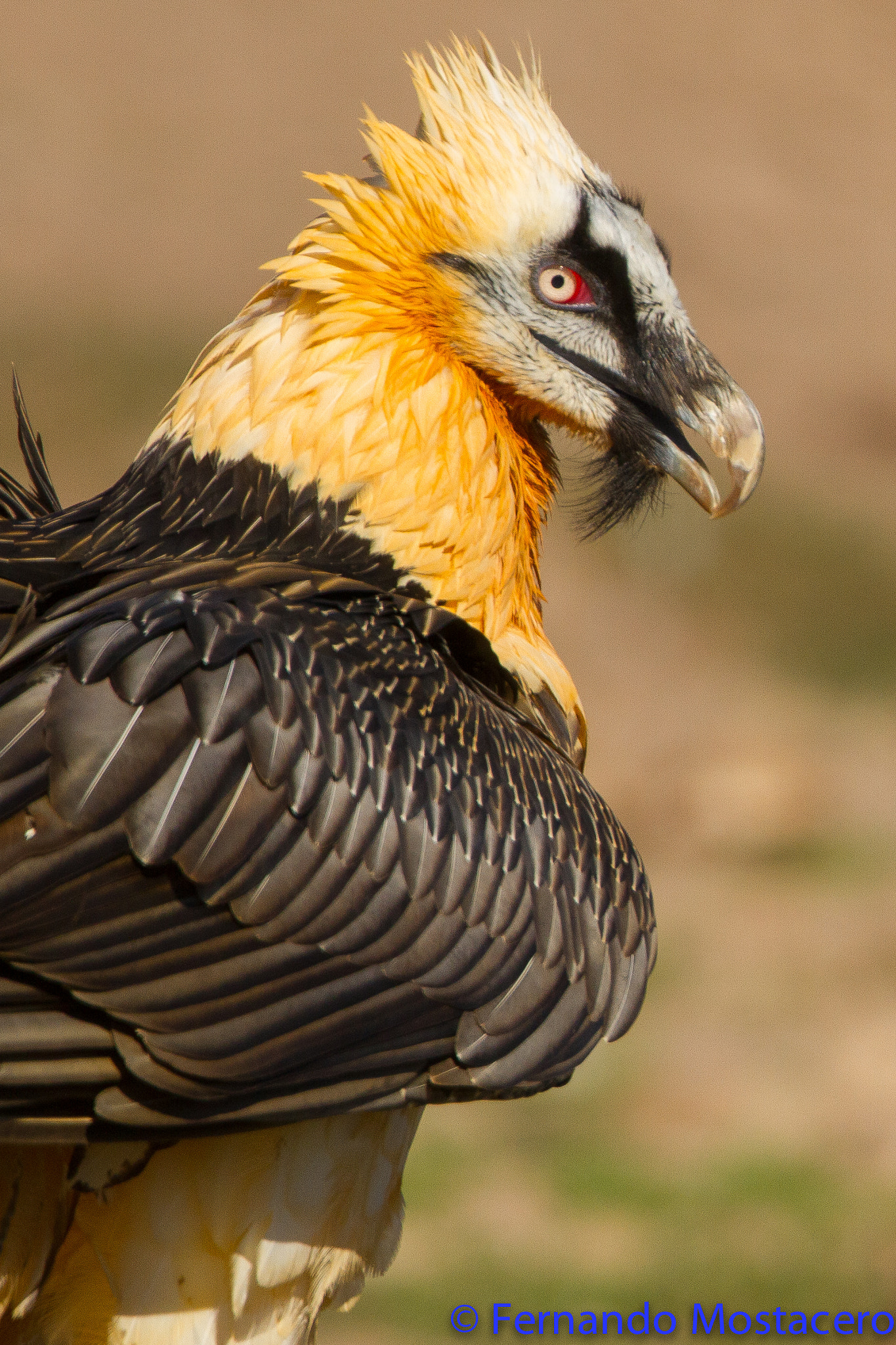 Canon EF 300mm F2.8L IS II USM sample photo. Quebrantahuesos photography