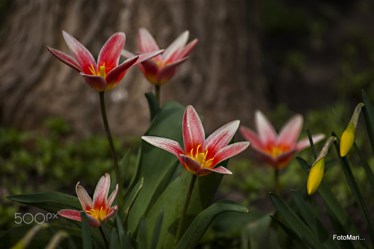 Sony Alpha DSLR-A390 sample photo. Весеннее... photography