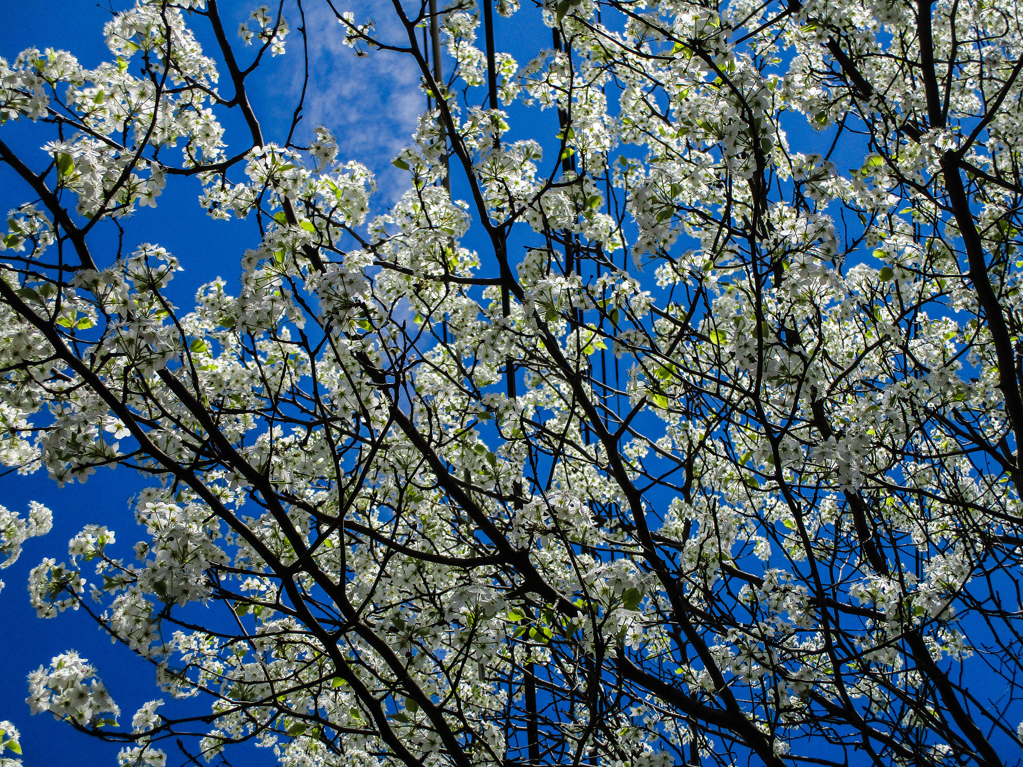Canon PowerShot ELPH 160 (IXUS 160 / IXY 150) sample photo. Crabapple tree in bloom photography