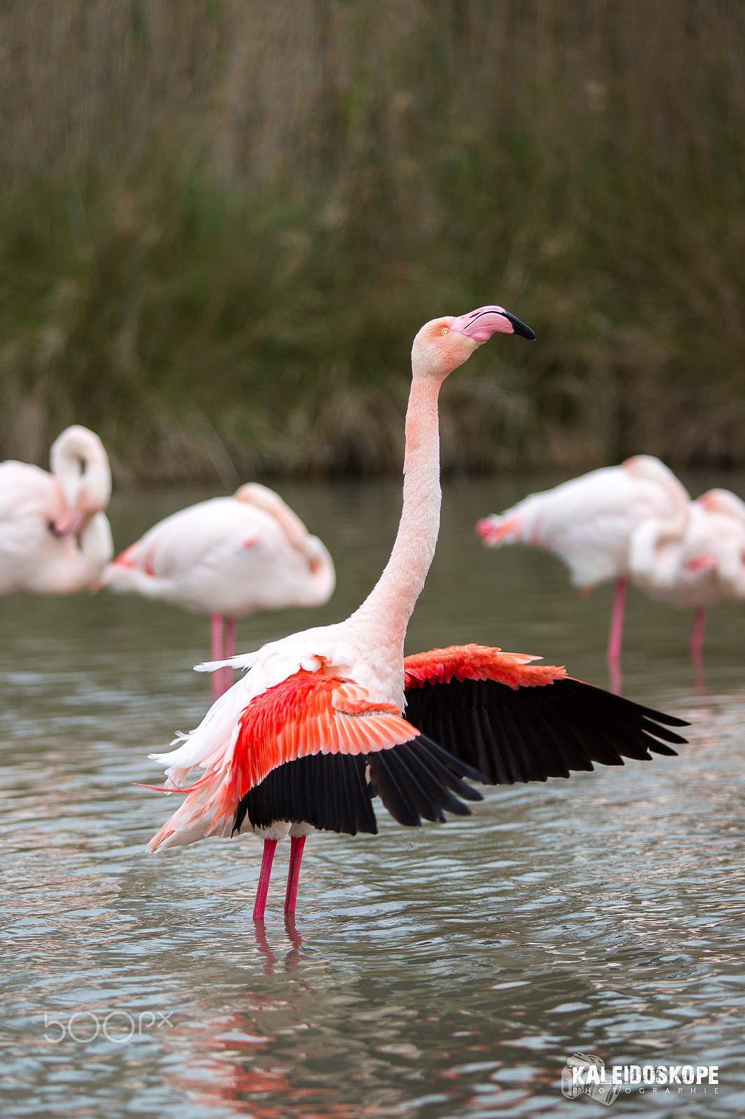 Canon EF 80-200mm f/2.8L sample photo. Jay_6711.jpg photography
