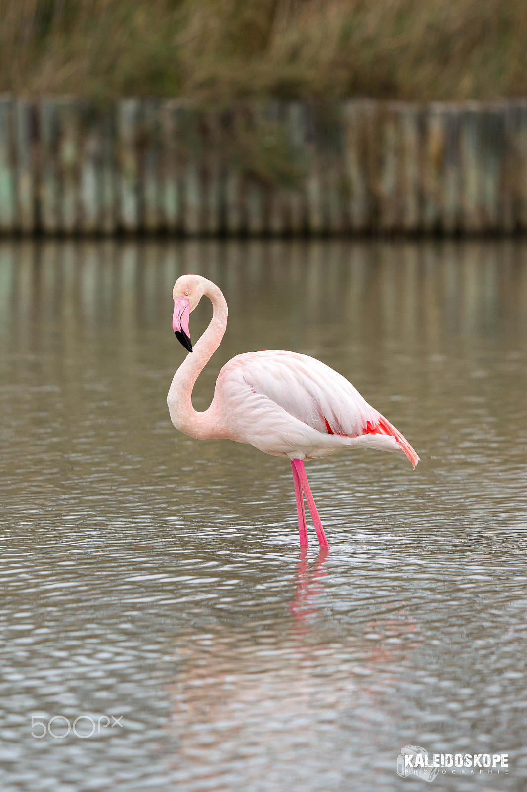Canon EF 80-200mm f/2.8L sample photo. Jay_6722.jpg photography