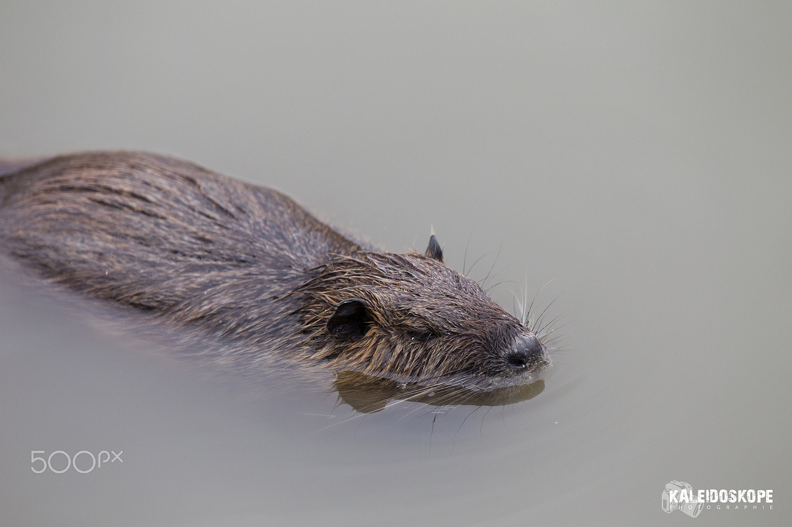 Canon EF 80-200mm f/2.8L sample photo. Jay_6898.jpg photography