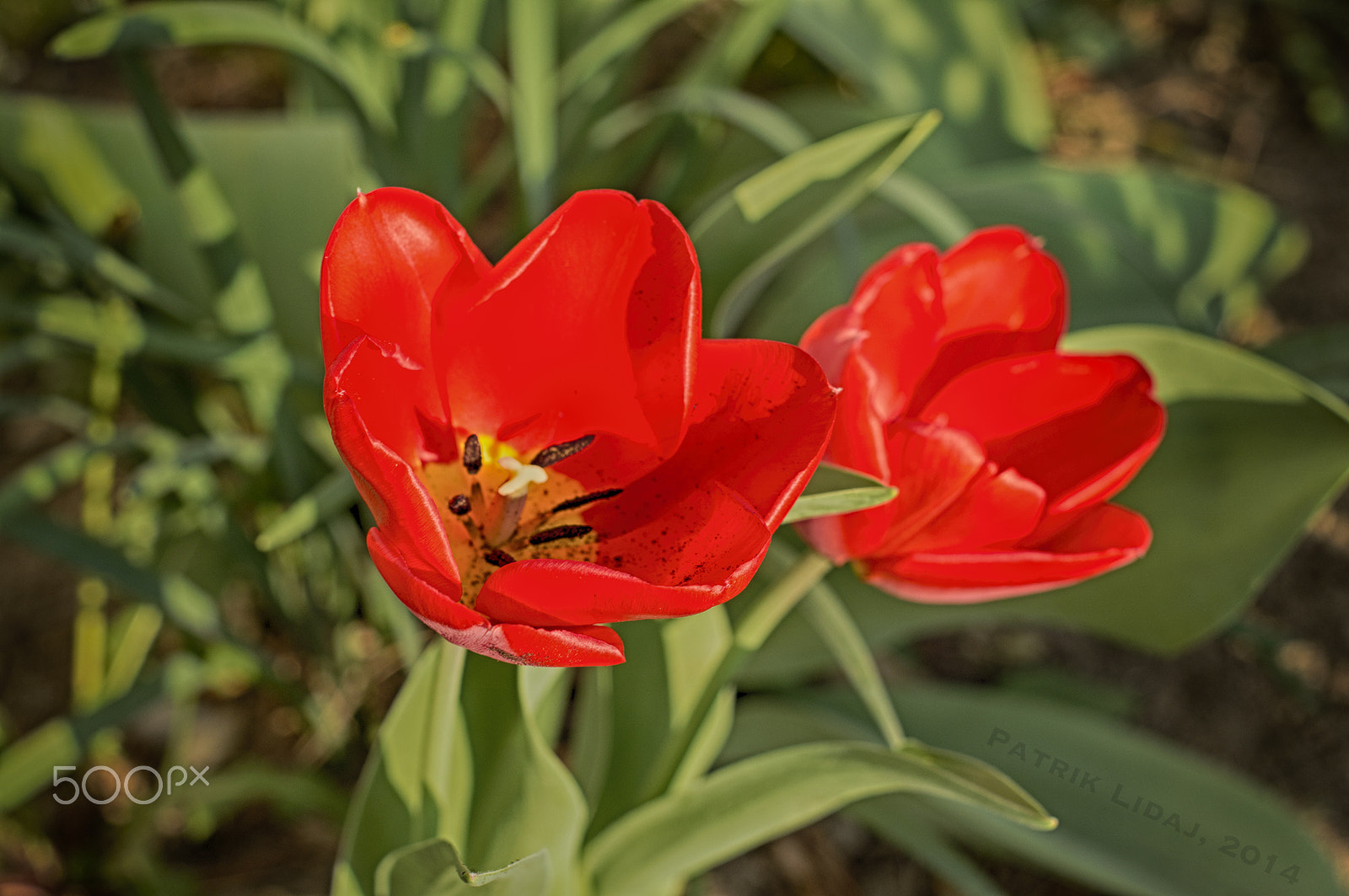 Sony SLT-A55 (SLT-A55V) + Minolta AF 50mm F1.7 sample photo. Tulips photography