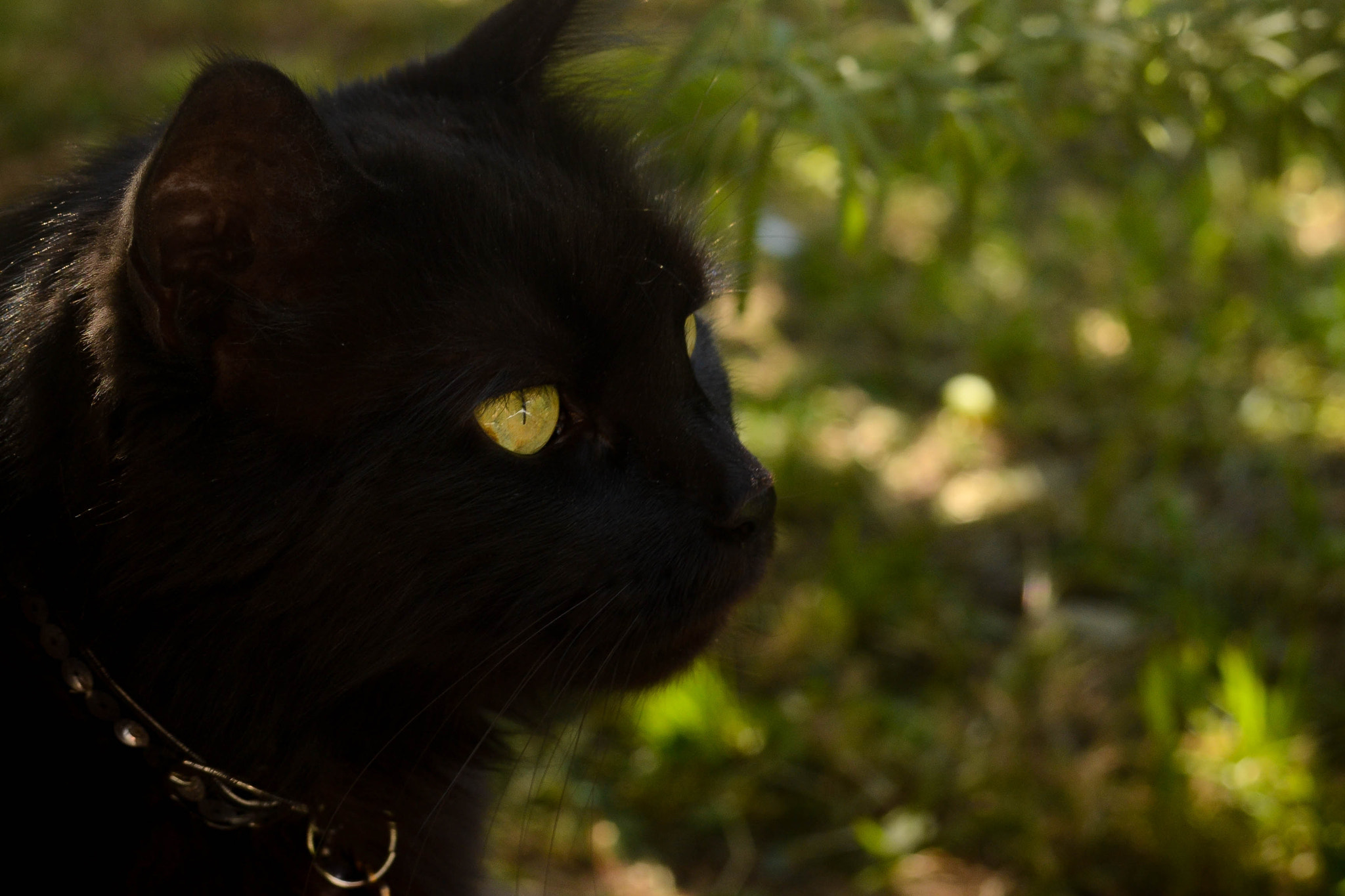 AF Zoom-Nikkor 35-80mm f/4-5.6D sample photo. Shadow hunter photography
