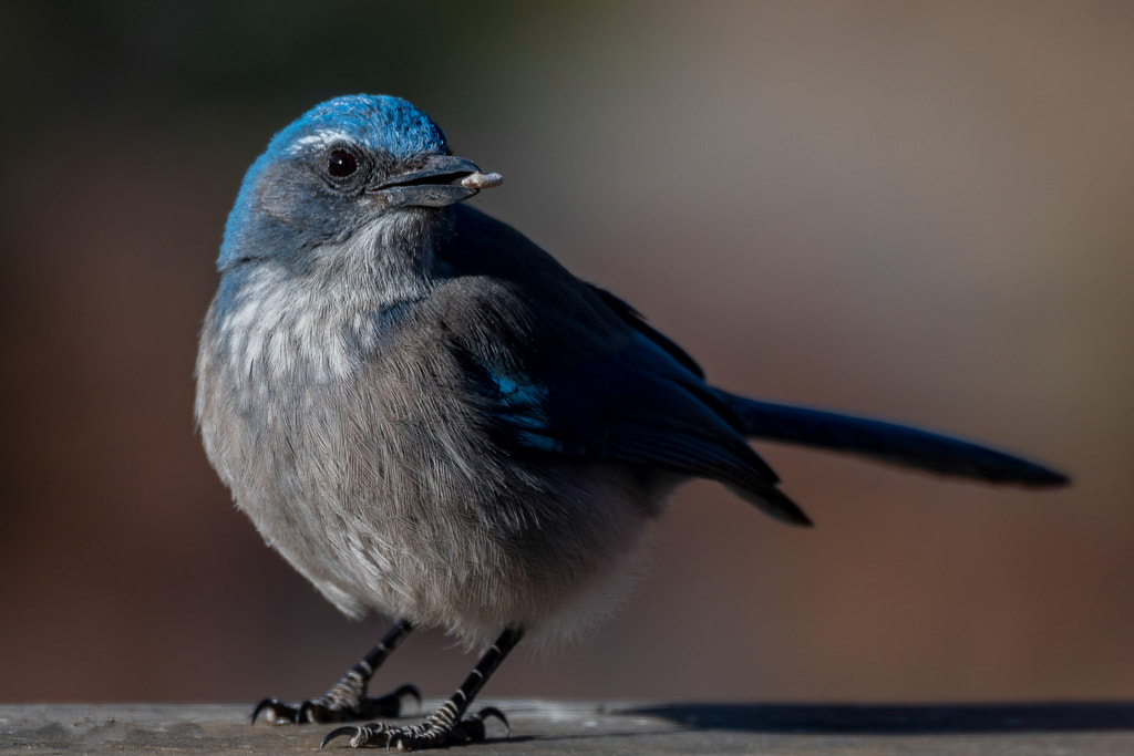 A Tasty Tidbit by Craig Goettsch on 500px.com