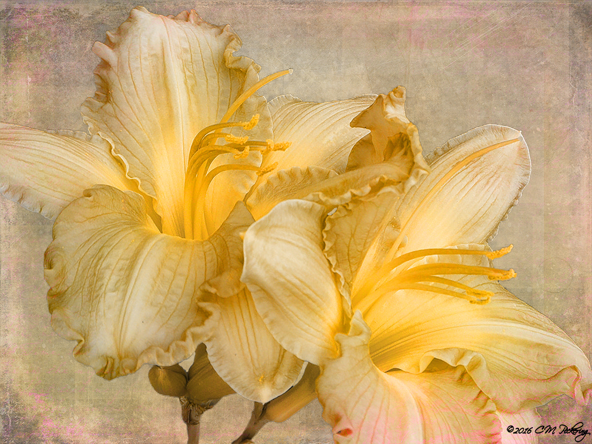Olympus u7030,S7030 sample photo. Golden ruffles photography