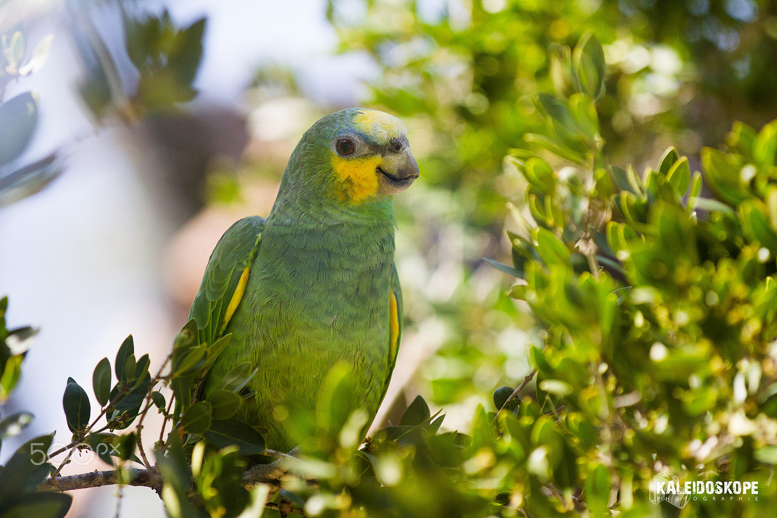 Canon EF 80-200mm f/2.8L sample photo. Jay_6467.jpg photography