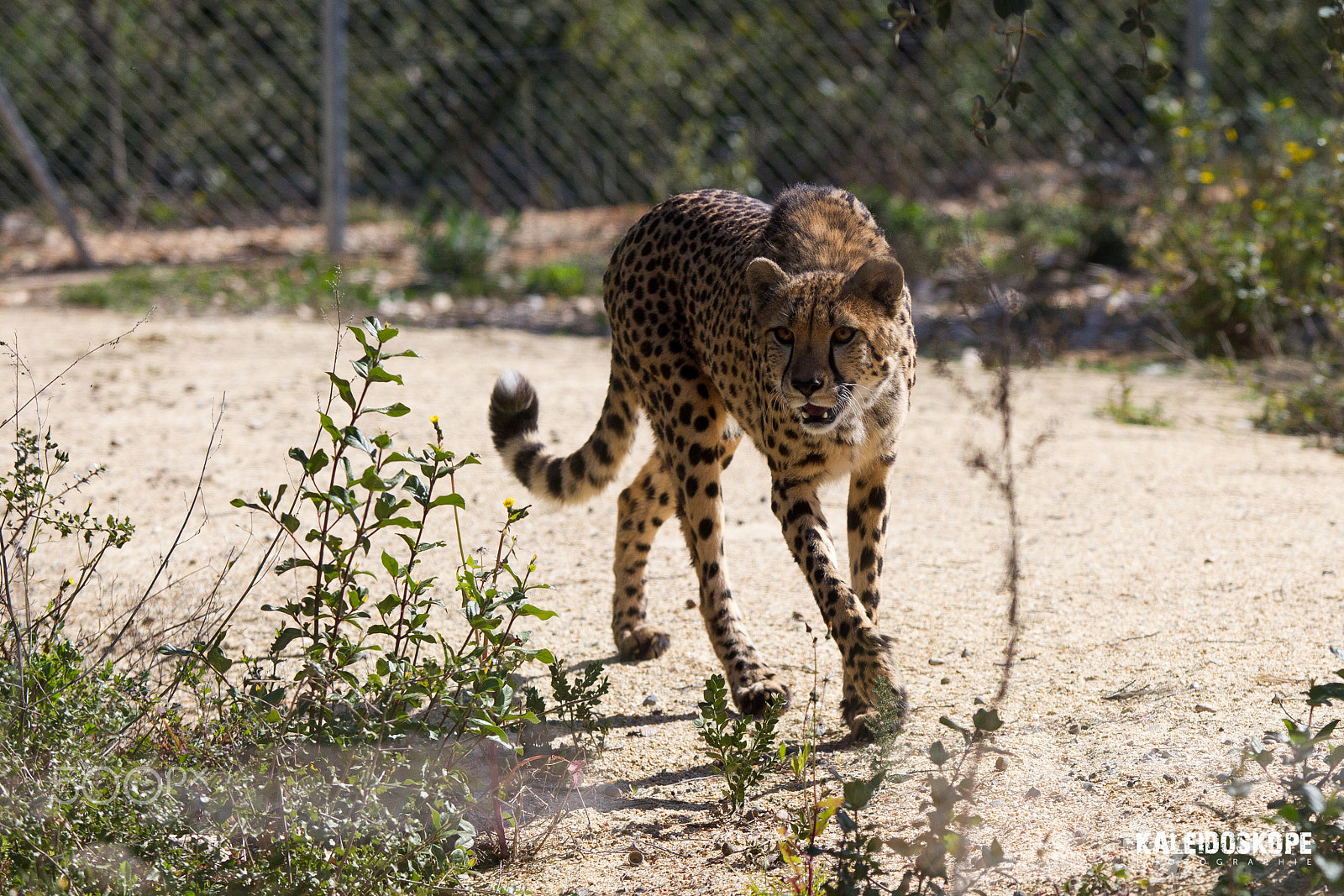 Canon EF 80-200mm f/2.8L sample photo. Jay_6488.jpg photography