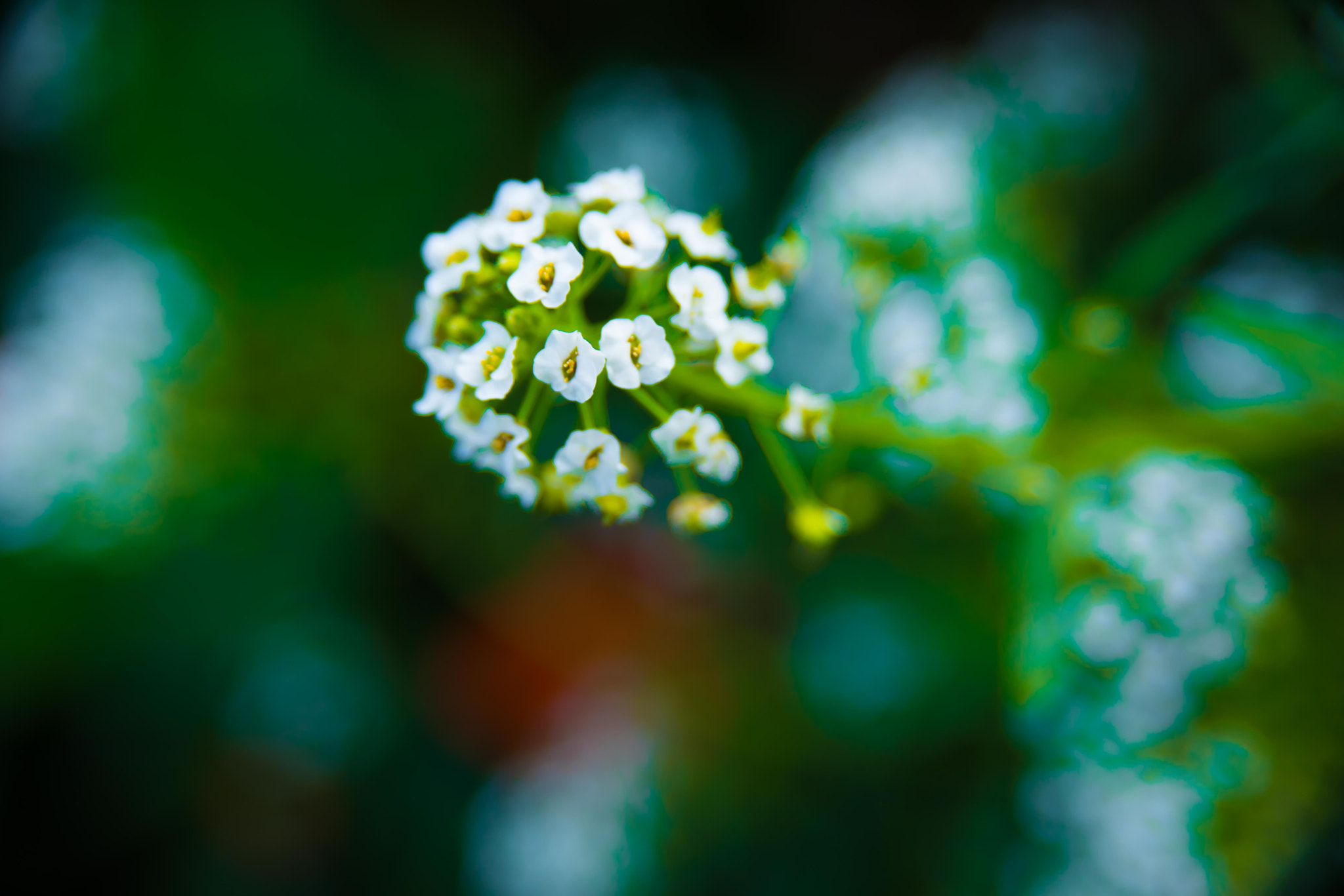 AF Zoom-Nikkor 28-105mm f/3.5-4.5D IF sample photo. Flower photography