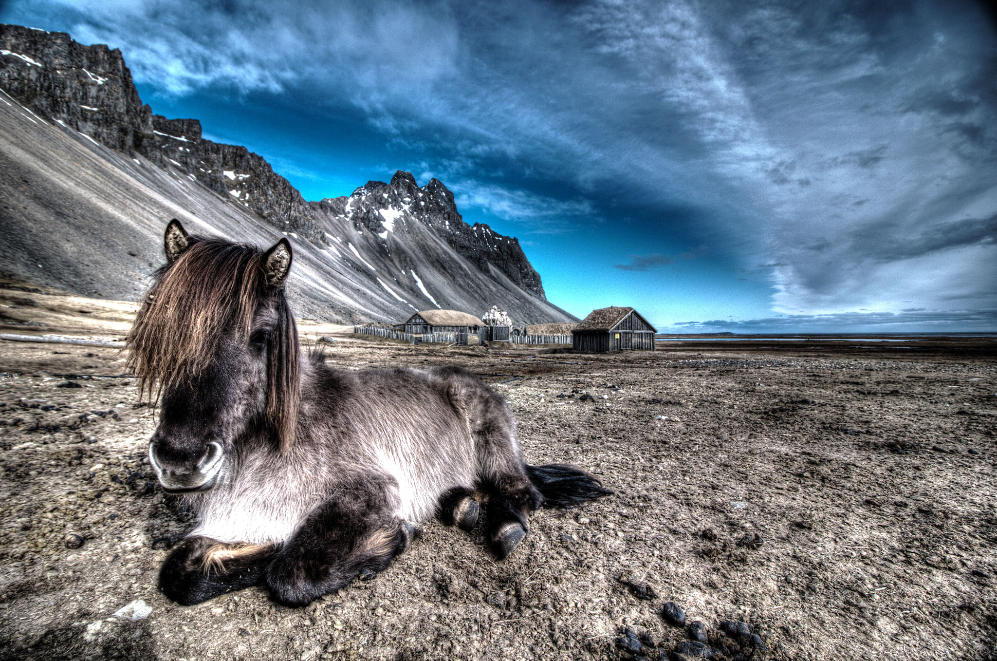 Canon EF-S 10-18mm F4.5–5.6 IS STM sample photo. Icelandic horse photography