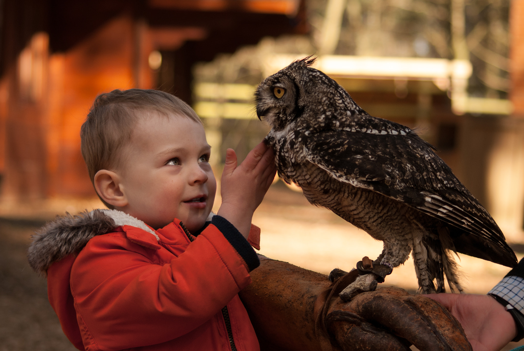 Sony Alpha DSLR-A330 + Sigma 70-300mm F4-5.6 DL Macro sample photo. Owl handling photography