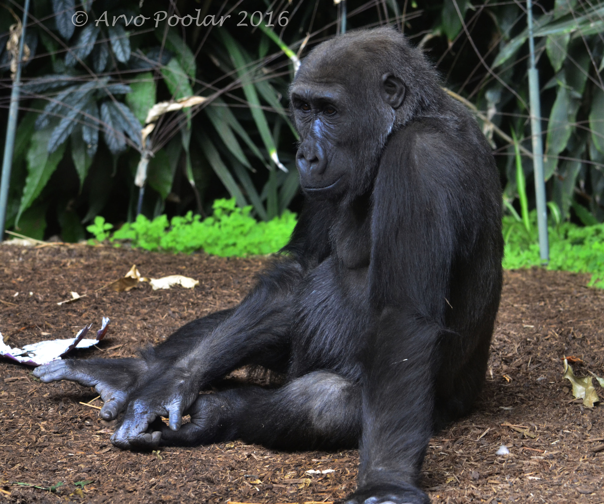 Nikon D7000 + Nikon AF Fisheye-Nikkor 16mm F2.8D sample photo. Baby gorilla photography