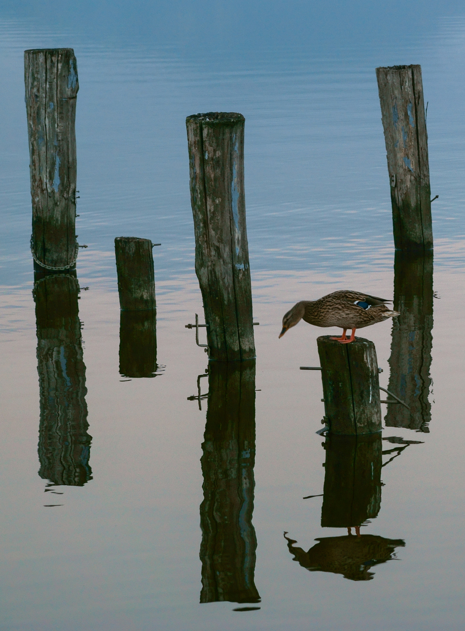 Sony Alpha a5000 (ILCE 5000) + E 60mm F2.8 sample photo. To jump or not to jump...? photography