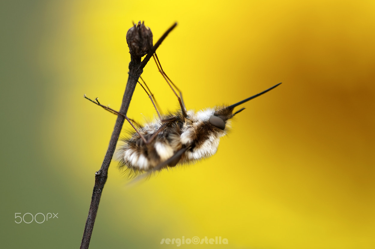 Sigma 150mm F2.8 EX DG Macro HSM sample photo. Yellow like a sun________ photography