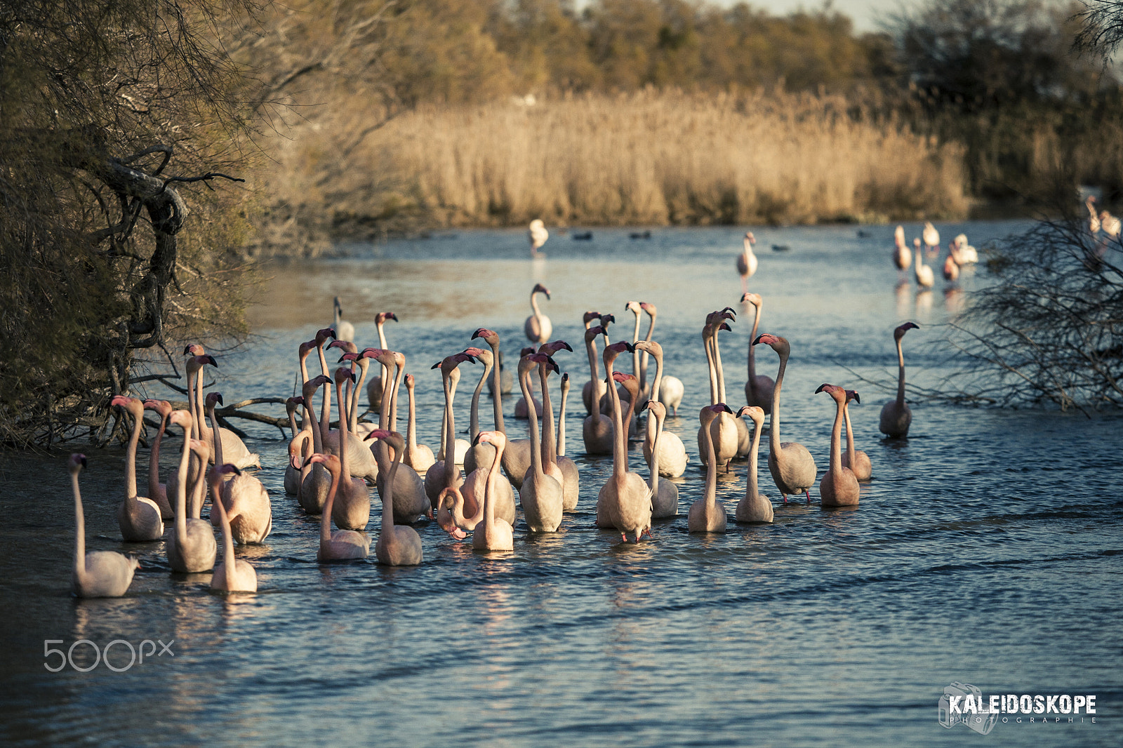 Canon EF 80-200mm f/2.8L sample photo. Jay_3092.jpg photography