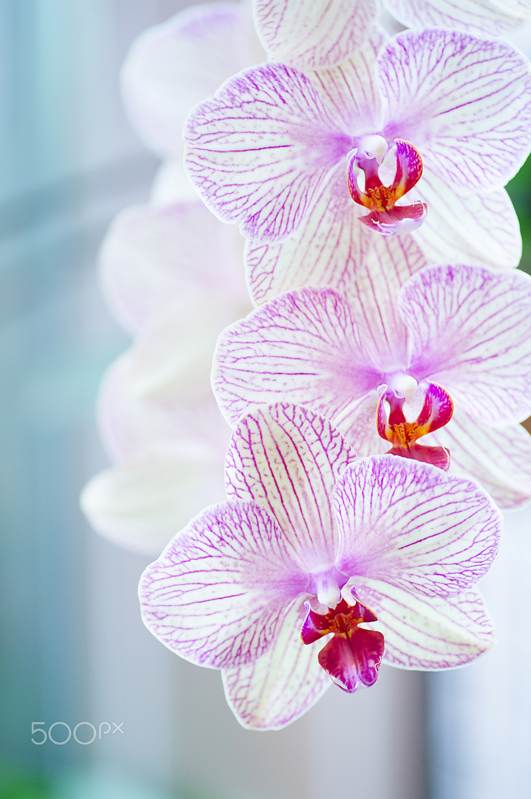 Nikon Df sample photo. Orchid photography