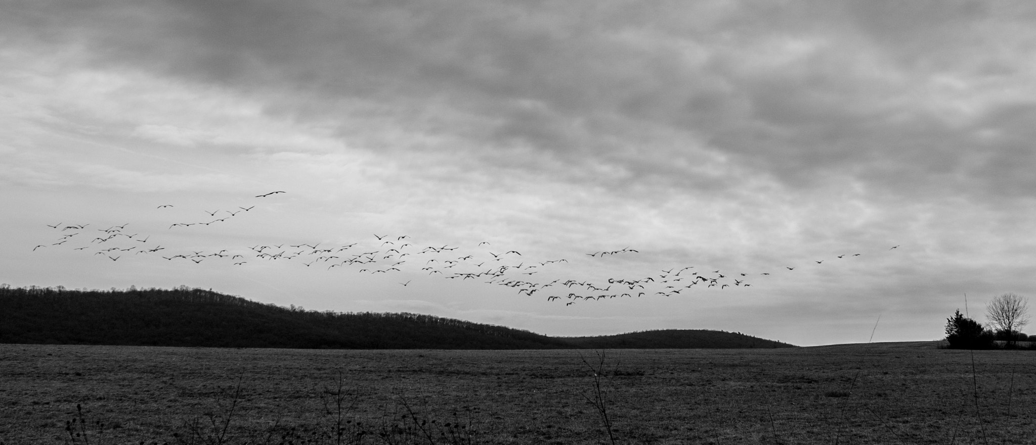 Leica Tri-Elmar-M 16-18-21mm F4 ASPH sample photo. Snow goose photography