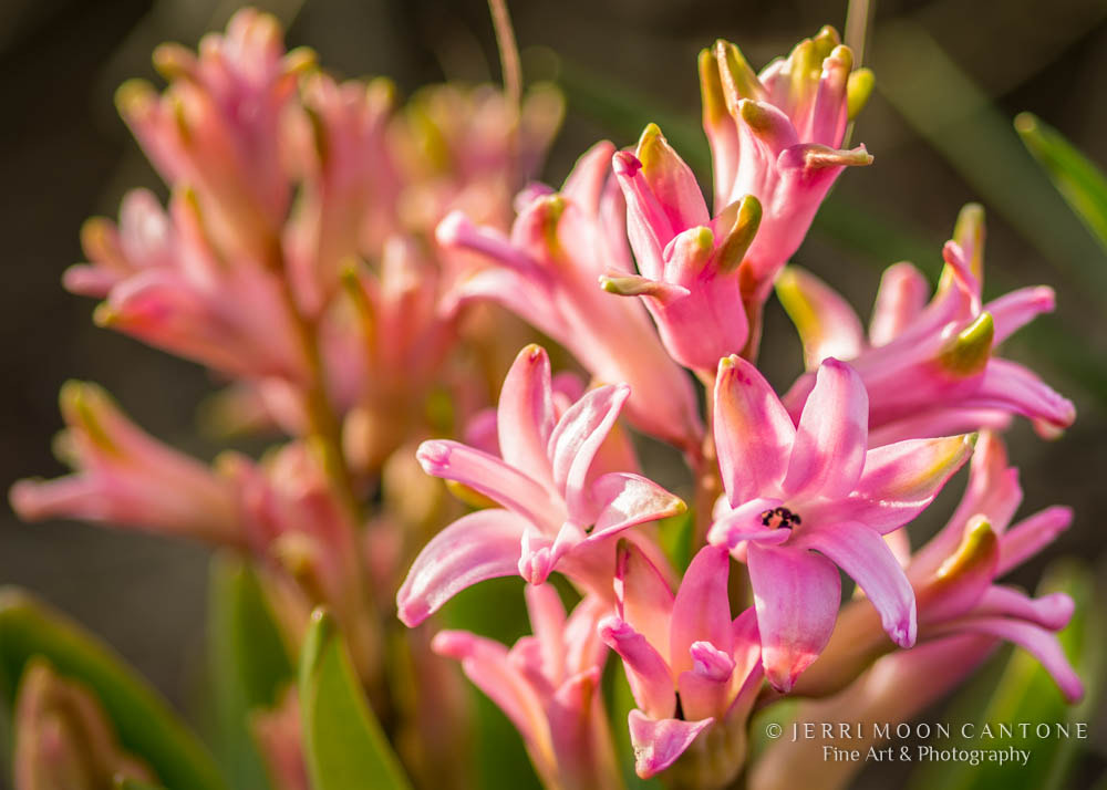 Nikon D7100 + Sigma 105mm F2.8 EX DG Macro sample photo. Spring! photography