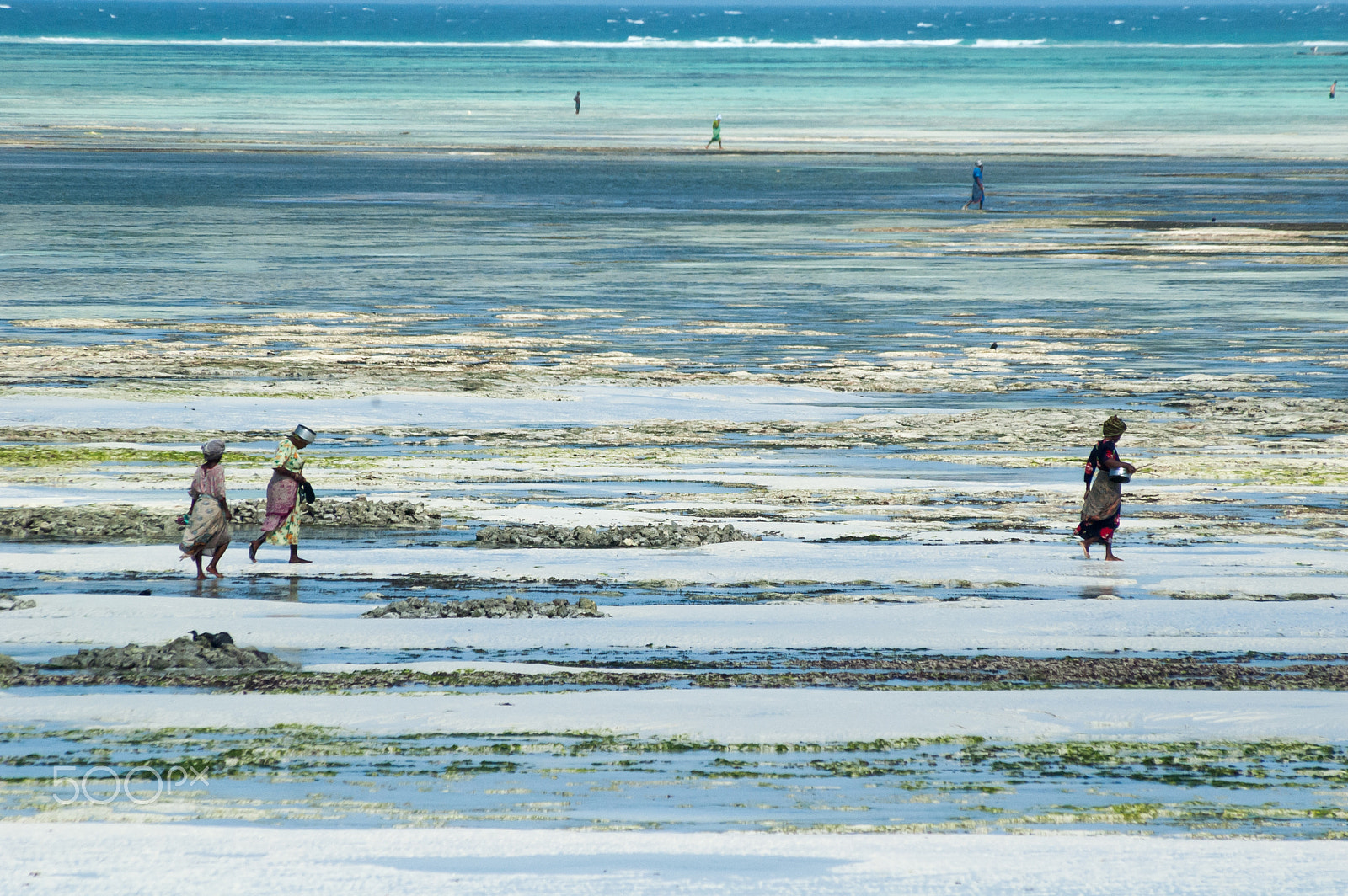 Nikon D70s sample photo. Fisherwomen of polyps photography