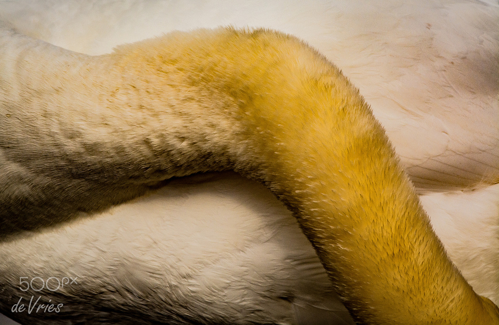 Sigma 120-400mm F4.5-5.6 DG OS HSM sample photo. Convoluted . . . photography