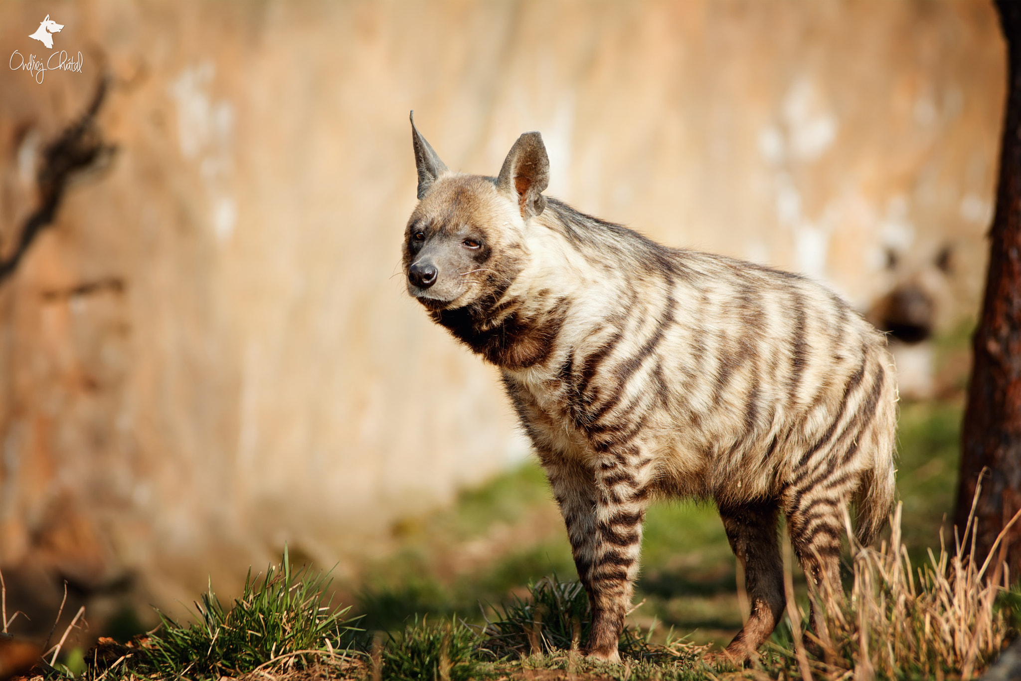 70.00 - 200.00 mm f/2.8 sample photo. Striped hyena (hyaena hyaena) photography