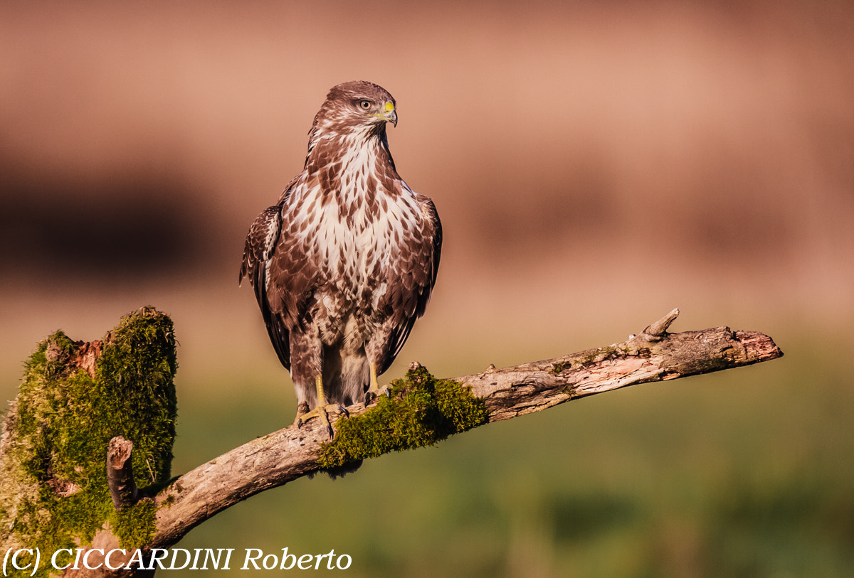 Canon EF 400mm F2.8L IS USM sample photo. Poiana photography