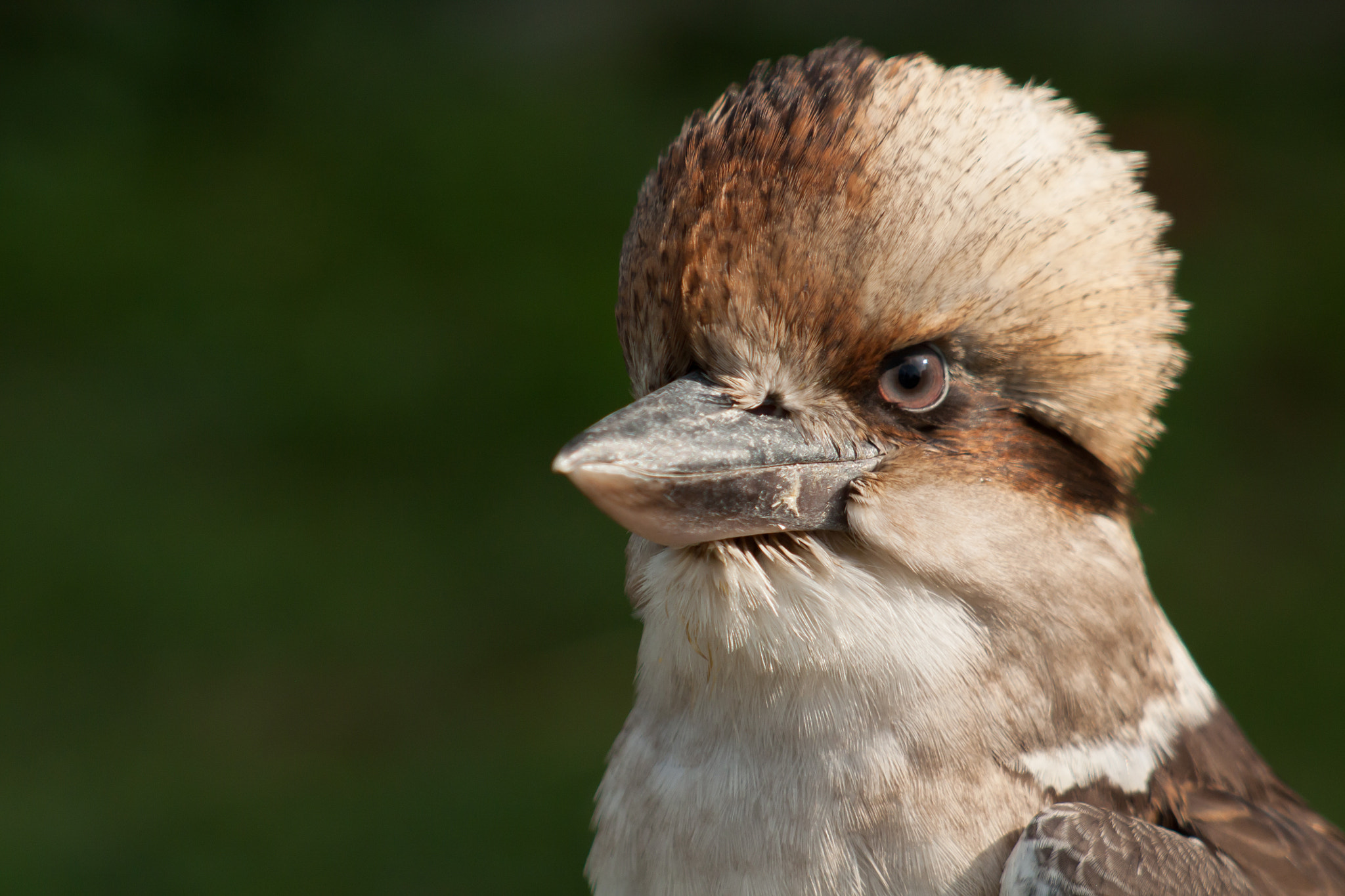 Canon EF 100-300mm F4.5-5.6 USM sample photo. Proud photography