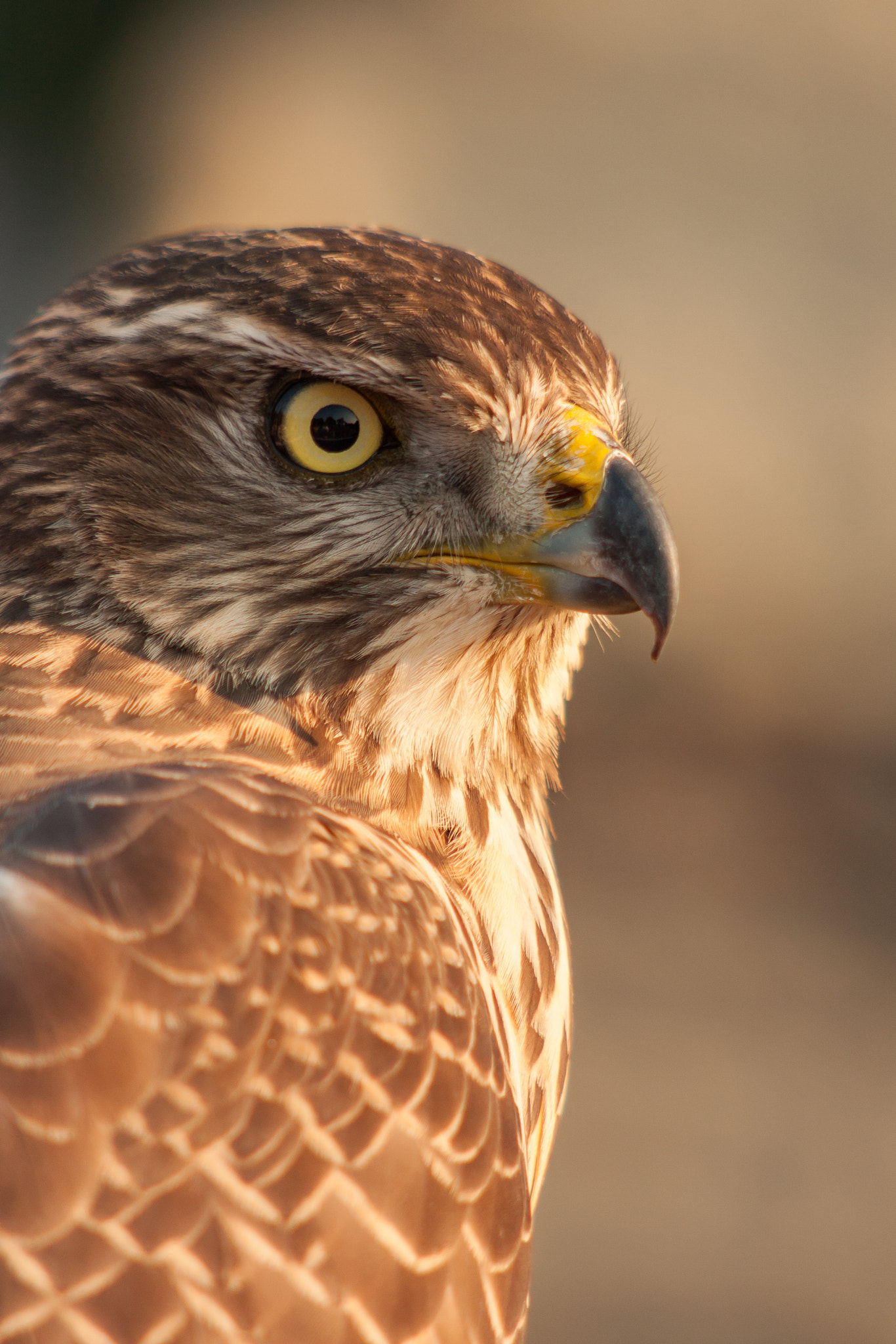 Canon EF 100-300mm F4.5-5.6 USM sample photo. Vigilant photography