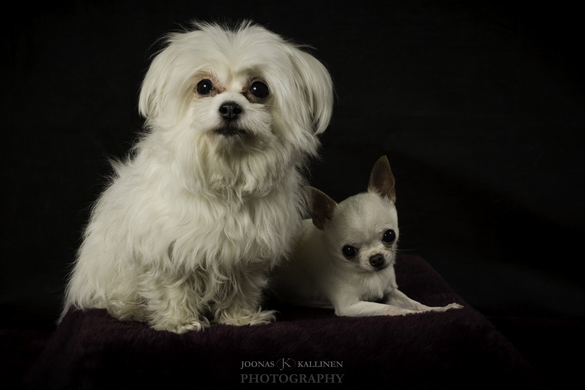 Nikon AF-S Nikkor 28-70mm F2.8 ED-IF sample photo. Koirat studiolla photography
