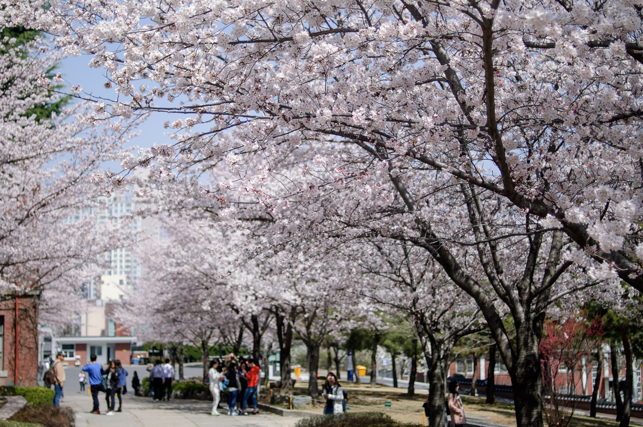 Nikon D2X + Nikon AF Nikkor 35mm F2D sample photo. Walk to the blossoms photography