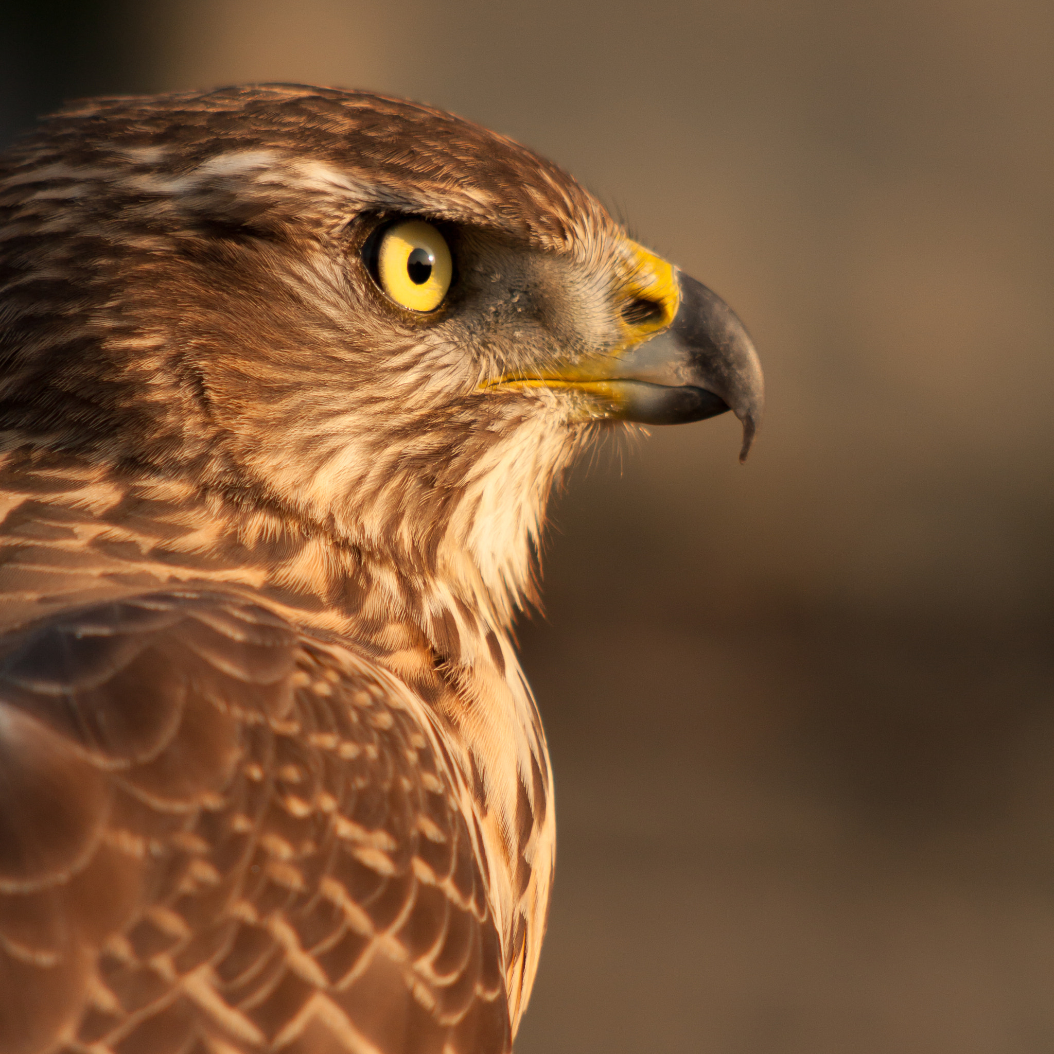 Canon EF 100-300mm F4.5-5.6 USM sample photo. Predator photography