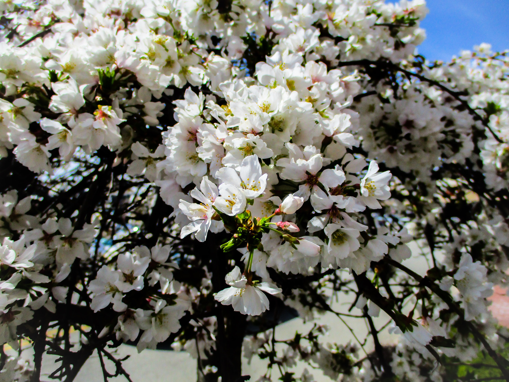 Canon PowerShot ELPH 160 (IXUS 160 / IXY 150) sample photo. More flowers in bloom photography