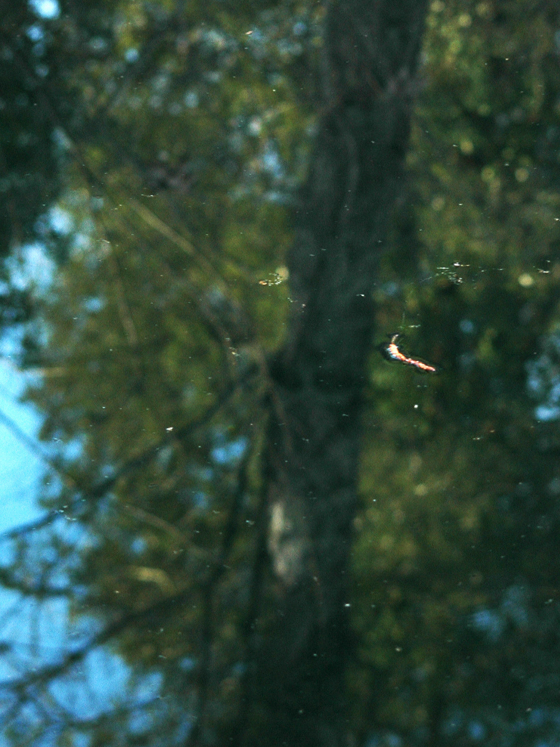Nikon D70s sample photo
