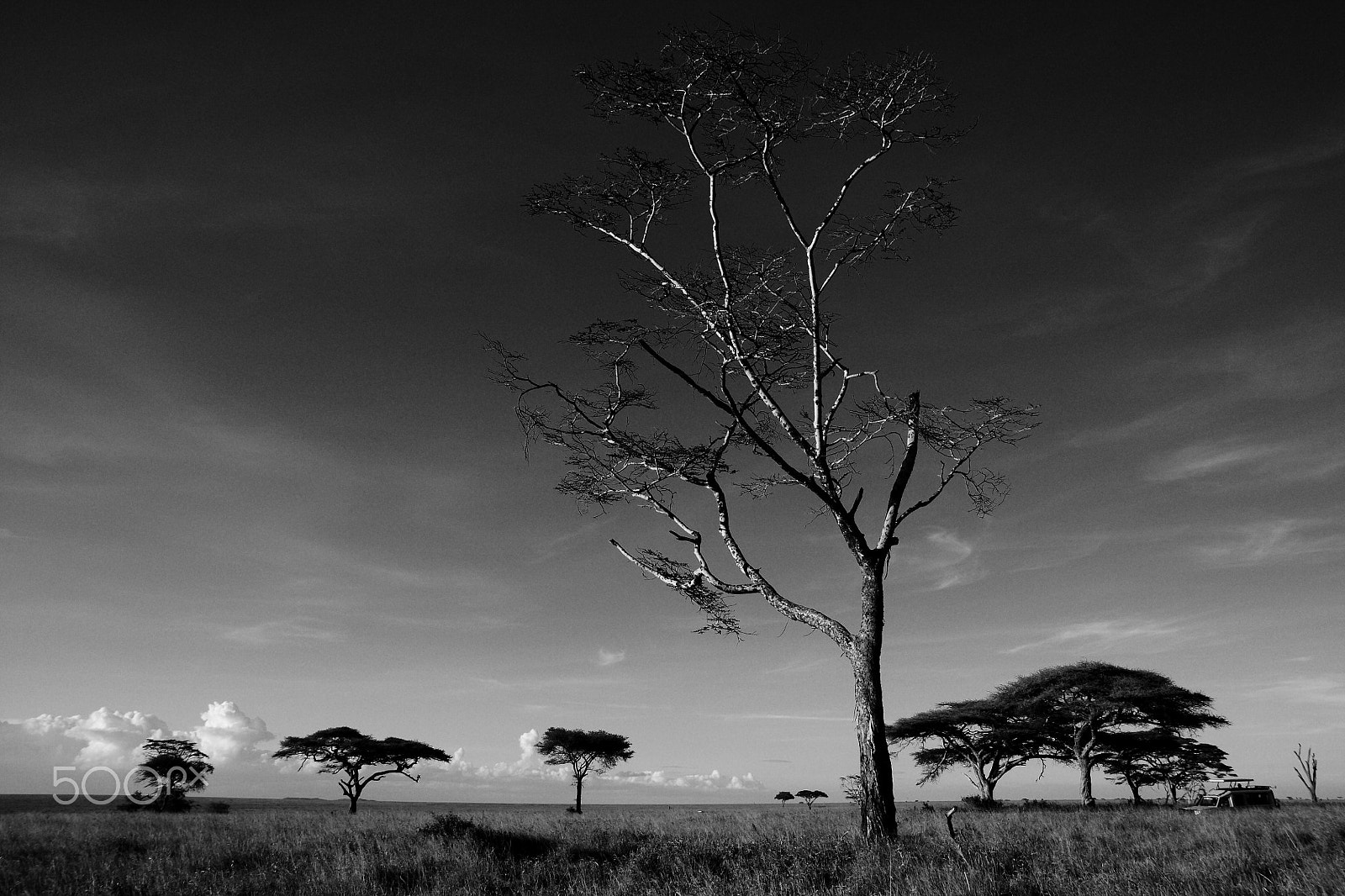 Canon EOS 450D (EOS Rebel XSi / EOS Kiss X2) sample photo. Lonely tree photography