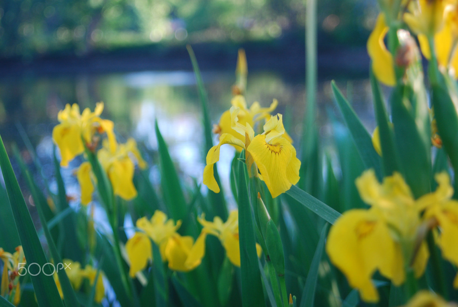 AF Zoom-Nikkor 28-80mm f/3.5-5.6D sample photo. Spring flowers photography
