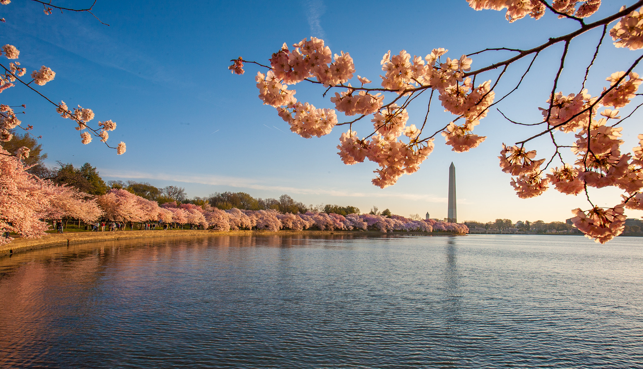 Canon EOS 5D + Canon EF 16-35mm F2.8L USM sample photo. Cherry blossoms along the tidal basin. photography