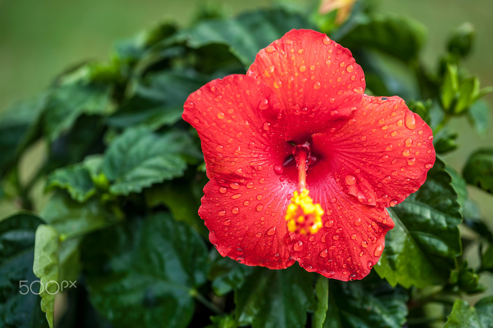 Canon EOS 5D + Canon EF 100mm F2.8L Macro IS USM sample photo. Some wet, red beauty photography