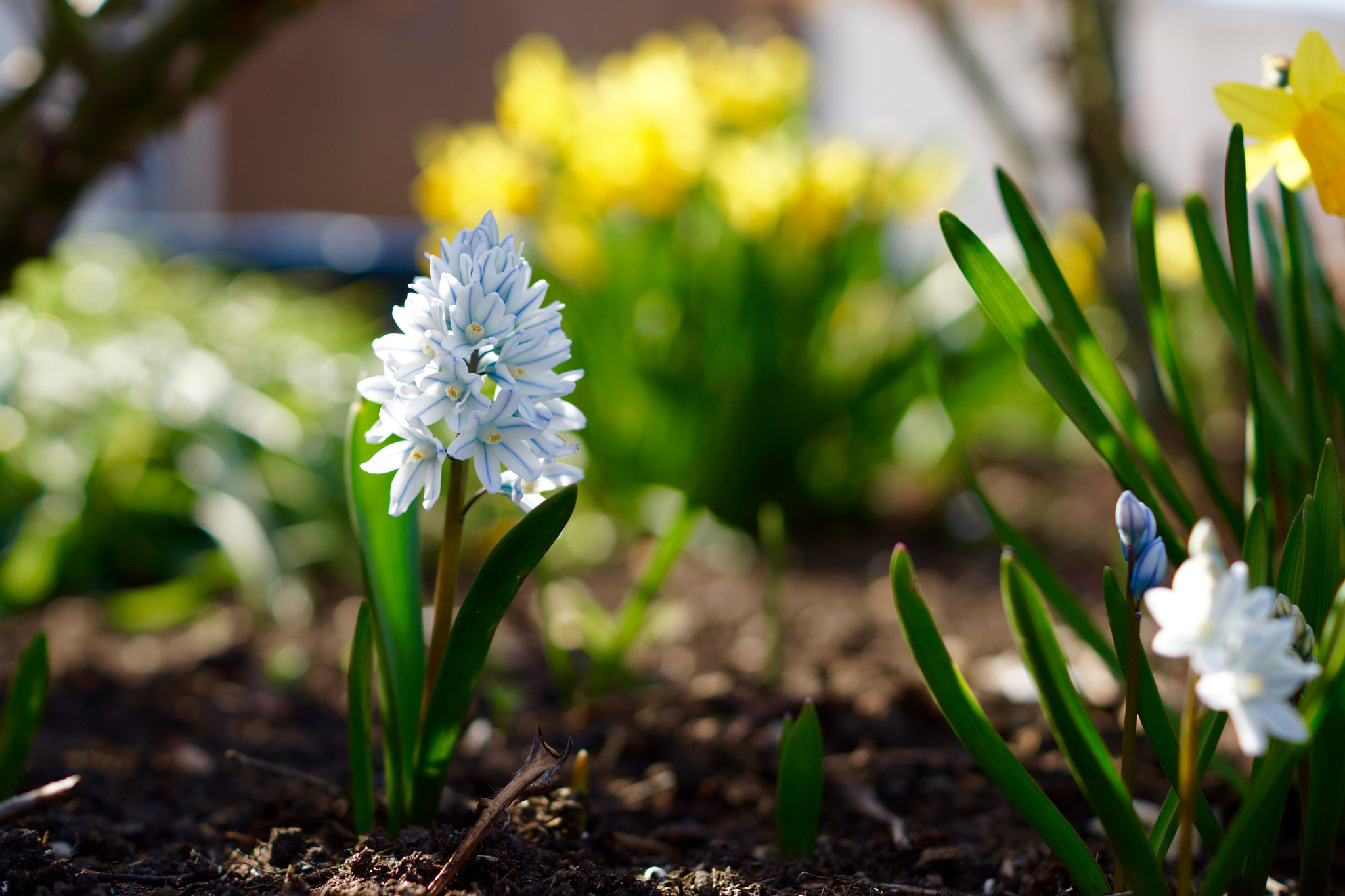 Sony SLT-A77 + Sony DT 35mm F1.8 SAM sample photo. Spring is back! photography