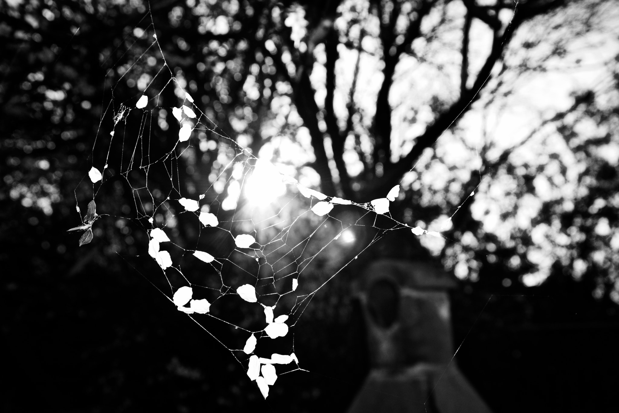 Sony SLT-A77 sample photo. Into the web photography
